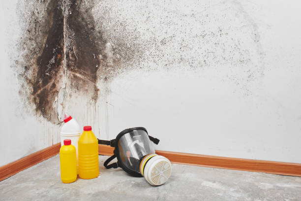 Mold Removal and Inspection in Midvale, UT