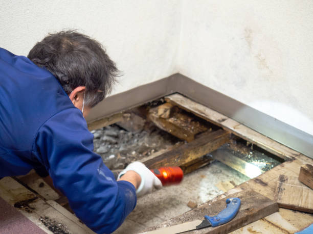 Attic Mold Removal in Midvale, UT
