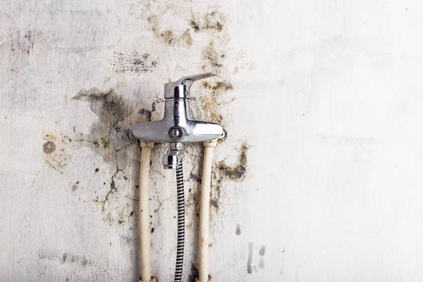 Best Professional Mold Removal  in Midvale, UT