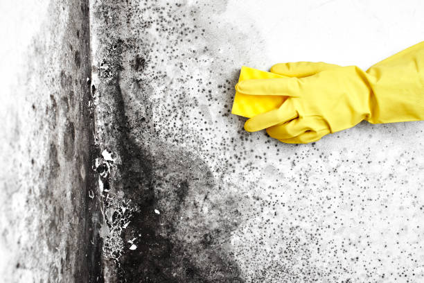 Best Black Mold Removal  in Midvale, UT