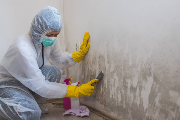 Best Attic Mold Removal  in Midvale, UT