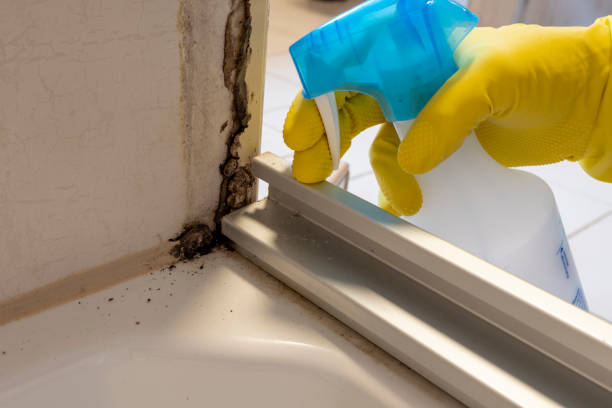 Crawl Space Mold Removal in Midvale, UT