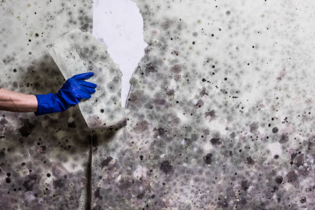 Best Mold Damage Repair  in Midvale, UT