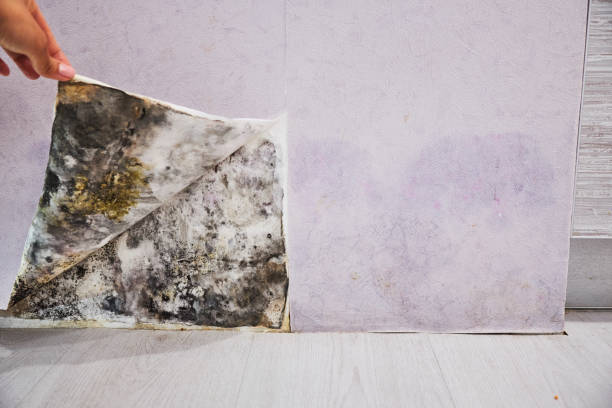 Best Certified Mold Removal  in Midvale, UT